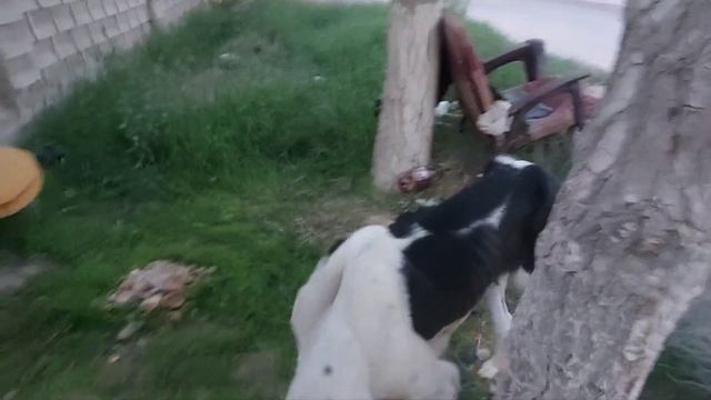 Алабаи - самые несчастные собаки в Узбекистане. смотреть онлайн