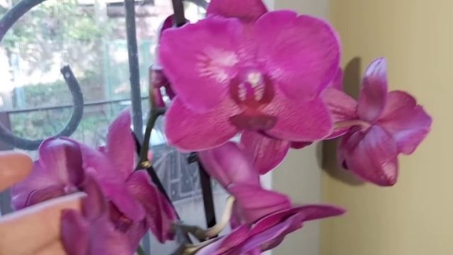 Обзор орхидей на первом этаже май 2020г. , ОРХИДЕИ с названиями, как расставила в доме смотреть онлайн
