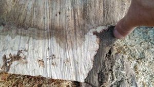 Огромный прикорневой Кап