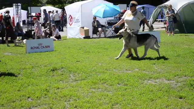 Сравнение на ЛК смотреть онлайн