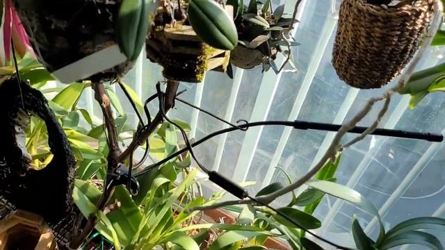 Обзор моих орхидей.Осень 2021.1 часть. Phalaenopsis, Cattleya, Bulbophyllum.... смотреть онлайн