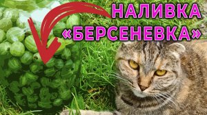 СТАРИННЫЙ РЕЦЕПТ НАЛИВКИ ИЗ КРЫЖОВНИКА "БЕРСЕНЕВСКАЯ"