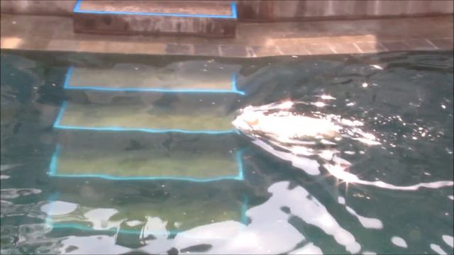 Хватит играть, пора поплавать 11.05.19 смотреть онлайн