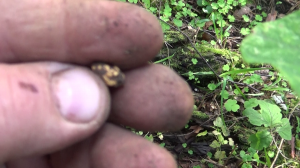 НАШЁЛ  ЗОЛОТОЙ САМОРОДОК! РОССЫПЬ БОГАТЕЙШАЯ!