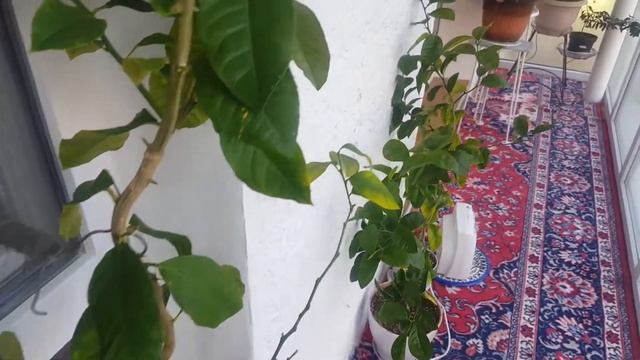 Мои экзоты зимой. Как я делаю укрытие, чтобы растения не замёрзли в неотапливаемом помещении. смотреть онлайн