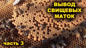 Вывод свищевых маток. часть 3.
