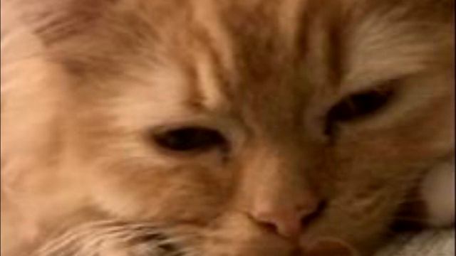 Кот рыдал как маленький ребенок. Прижался к своей хозяйке и не отпускает!? смотреть онлайн