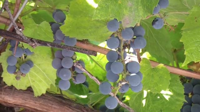 Вход в подъезд многоквартирного сельского дома, украшенный навесом из винограда. Уют и сила природы смотреть онлайн