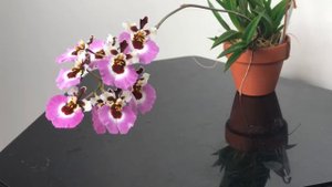 Толумния Tolumnia Pink Panther Розовая Пантера. Цветение, уход за орхидеей. Миниатюрная орхидея.