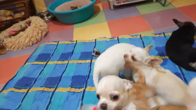 #чихуахуа старшая группа питомник чихуахуа Кастропуло Крым Симферополь купить продам щенков Мини смотреть онлайн