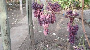 Виноград Ася