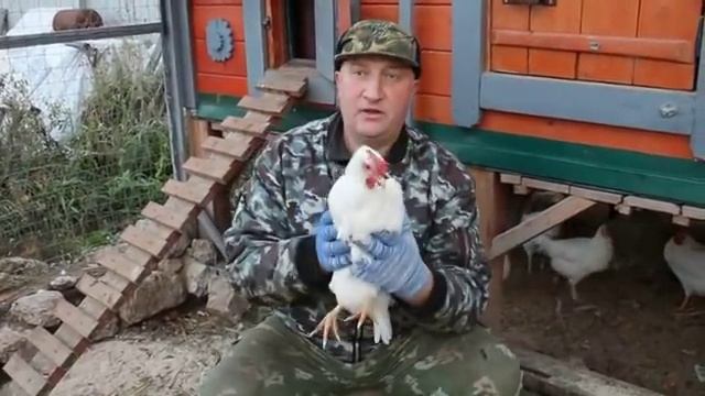 КУРЫ ЛЕГГОРН ЭТО ЯИЧНЫЙ ПУЛЕМЁТ !