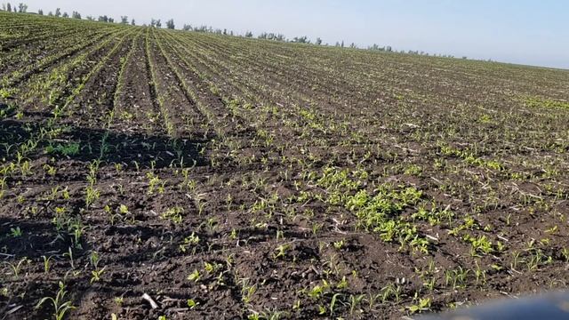 Обработка кукурузы гербицидом Стеллар. МТЗ-82 & Богуслав
