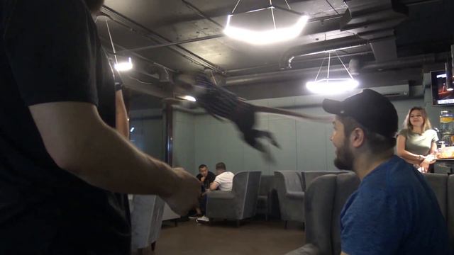 Домашняя обезьянка Джими Monkey дарит свою ласку смотреть онлайн