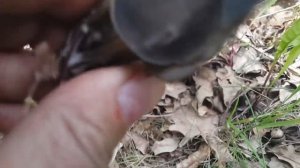 Лопастник бороздчатый (Helvella lacunosa)