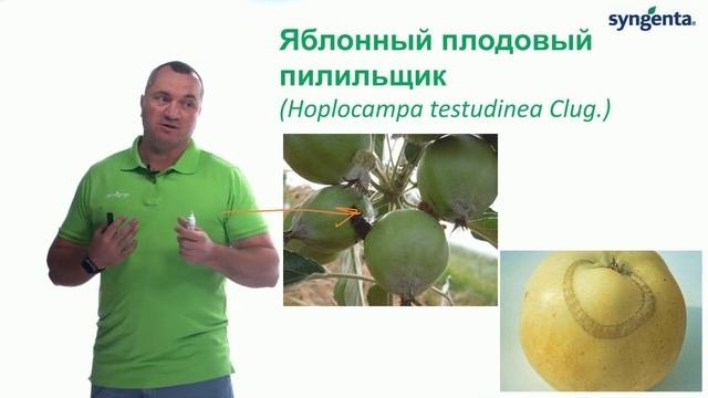 Защита плодовых деревьев от вредителей весеннего периода