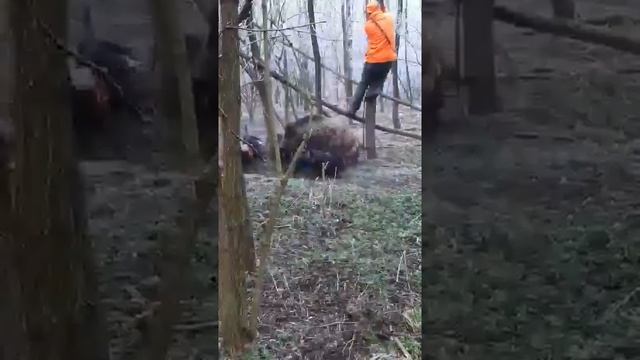 Бомбическое видео охоты на кабана , все охотники на деревьях)))