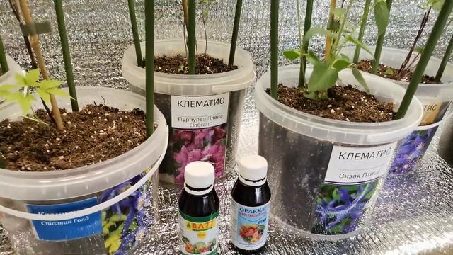 Растём - клематисы после посадки. Корневин и микроэлементы для полноценного роста и развития. смотреть онлайн
