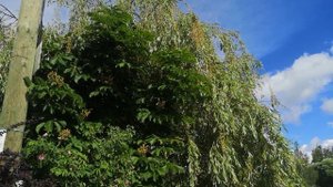 Плакучая ива Шабурова, Ленинградская область