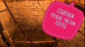 Собираем урожай. Чистим погреб #погреб #теплица #огород