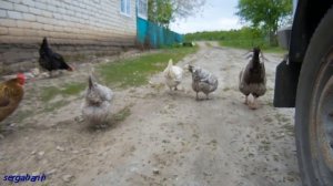 КОЛХОЗ В РОССИИ.Курица срёт.А петух смотрит