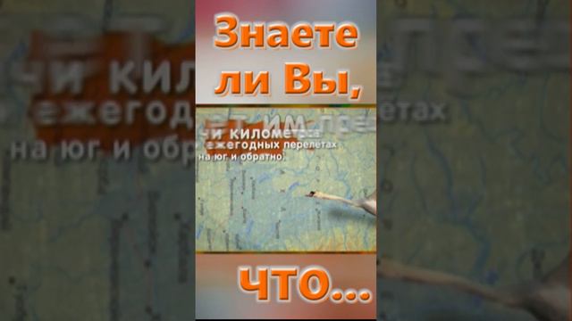 Знаете ли вы, Что? Размах крыльев лебедя