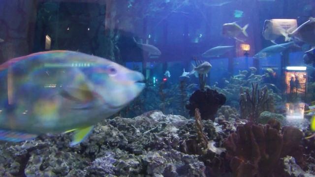 ?Shedd Aquarium with Karina/Чикаго Аквариум? смотреть онлайн