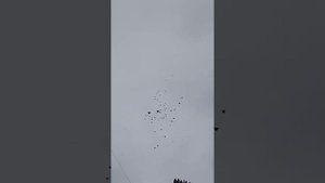 Николаевские голуби Виктора Миронова г. Лиски Воронежской обл