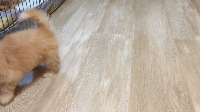 Щенок Русской Салонной собаки, 2,5 мес. смотреть онлайн