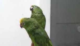 Дуэт пьяных попугаев 
