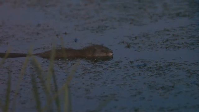 Сюжет 1 интершум НОВЫЙ ВАРИАНТ смотреть онлайн