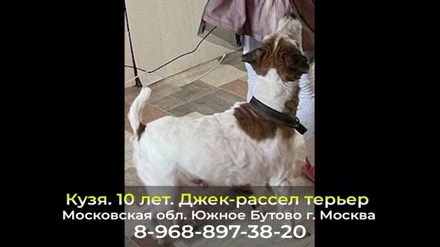 Пропала собака! Кузя  10 лет  Джек рассел терьер  Московская обл  Южное Бутово г  Москва
