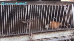 КЛЕТКИ ДЛЯ НУТРИЙ ПЛЮСЫ И МИНУСЫ