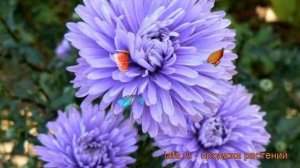 Астра новобельгийская Мари Баллард (aster) ? обзор: как сажать, саженцы астры Мари Баллард