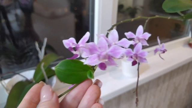 Обзор моих полок с орхидеями! Часть 5 смотреть онлайн