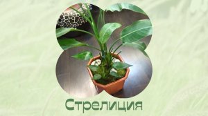 Стрелиция. Уход. Пересадка. Растения дома.