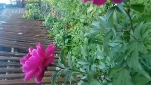 PaeoniaKarl RosenfieldПион Карл Розенфельд26.05.2019г