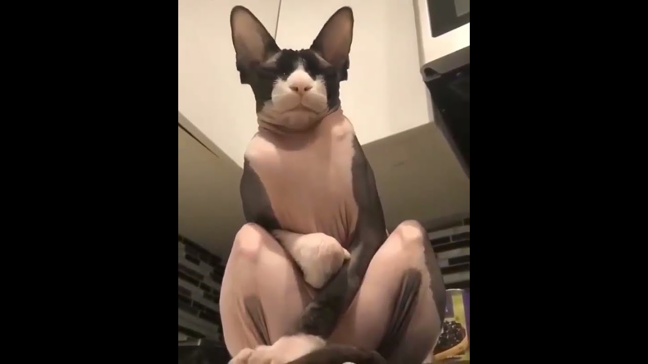 Сфинксы Кошки -  Клоуны по Жизни