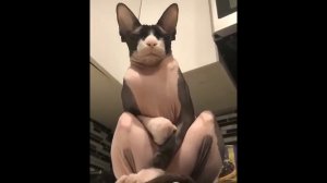 Сфинксы Кошки -  Клоуны по Жизни