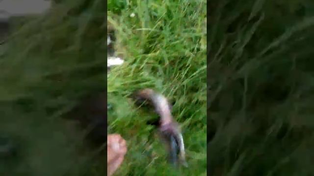 Ловля хариуса на мушку(итог) смотреть онлайн