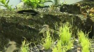 Новые обитатели расбора гетероморфа(клинопятнистая)