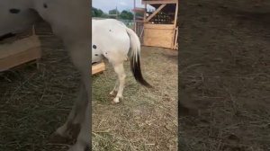 Видео отзыв о подборе двух кобыл | Александр Обжерин