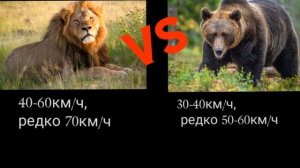 Кто сильнее лев или медведь и гризли?