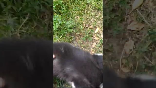 прикорм щенков хаски, 5 недель (Юта-Астон). Прикорм / husky puppies, 5 weeks old. Complementary foo смотреть онлайн