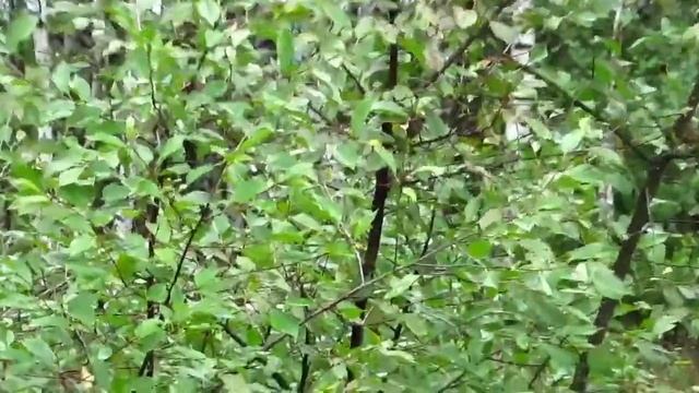 1 Сентября Отдых на даче ? Решила сыну Сделать праздник!) смотреть онлайн