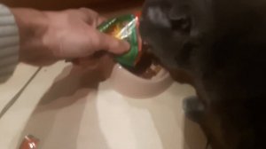 Можно ли коту давать собачий корм