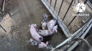 ‼️Забой свиньи в 5 месяцев ‼️Вес ремонтного молодняка в 6 месяцев ‼️