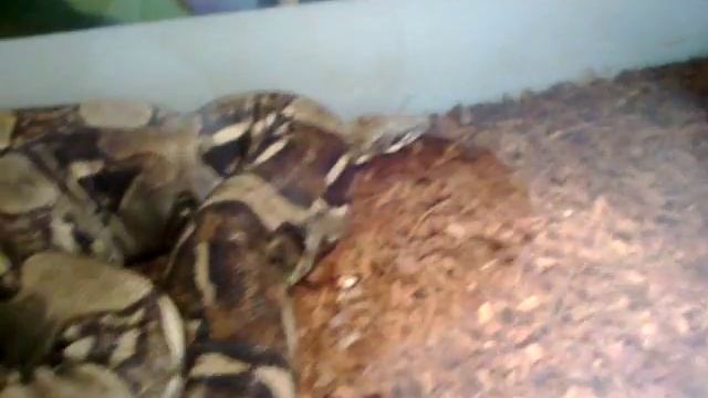 Контактный зоопарк - террариум смотреть онлайн