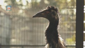 Большой дом для большой птицы. В Абаканском зоопарке страус и два эму переехали в новое жилище