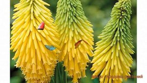 Книфофия гибридная Йеллоу Хаммер (yellow hammer) 🌿 обзор: как сажать, саженцы книфофии Йеллоу Хамме